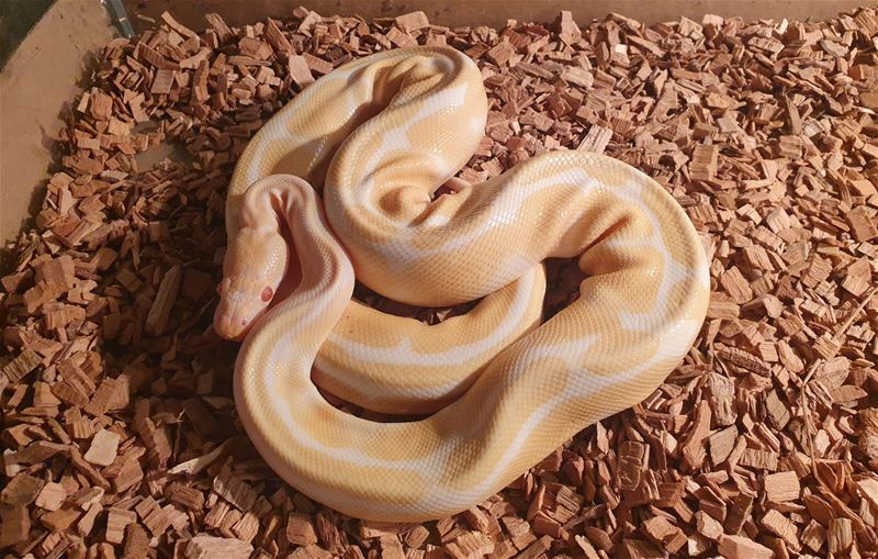 Uitgehongerde python opgevangen in het VZOC