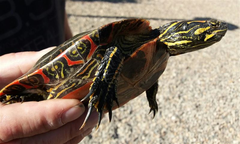 Uitzonderlijke schildpad gevangen