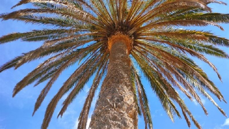 Vakanntiegroeten uit Fuerteventura