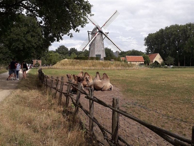 Vakantiegroeten uit Bokrijk