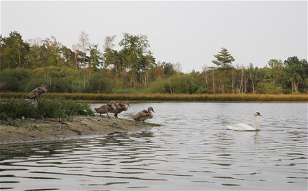 Vakantiegroeten uit Bokrijk