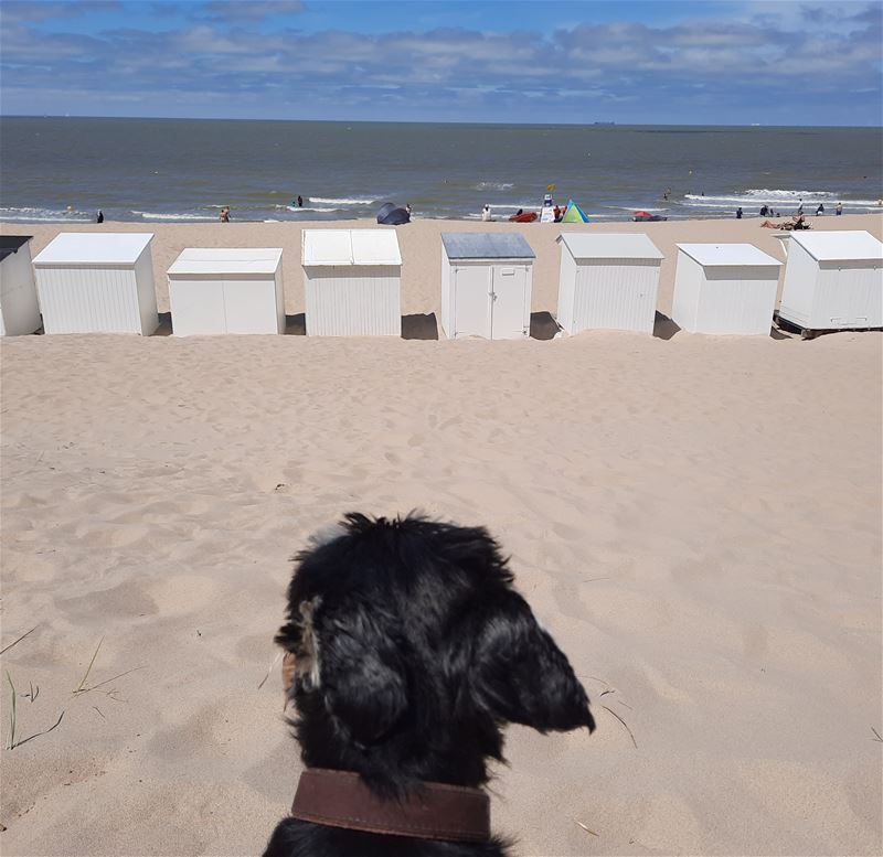 Vakantiegroeten uit Bredene