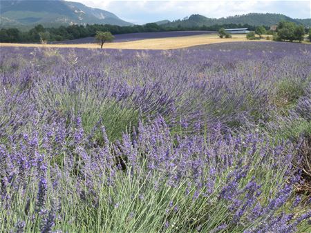 Vakantiegroeten uit Castellane