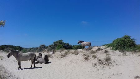 Vakantiegroeten uit De Panne