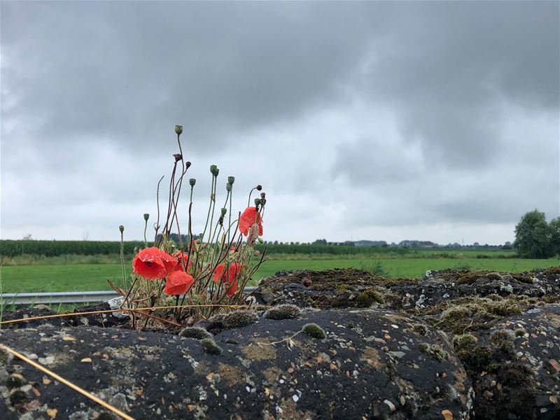 Vakantiegroeten uit Diksmuide