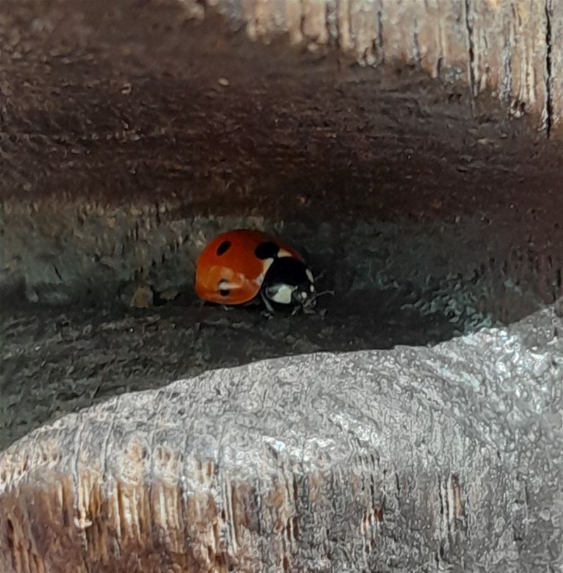 Vakantiegroeten uit Hechtel-Eksel