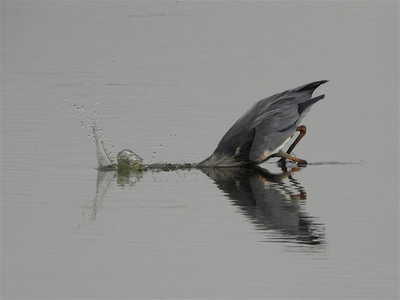 Vakantiegroeten uit Herkenrode