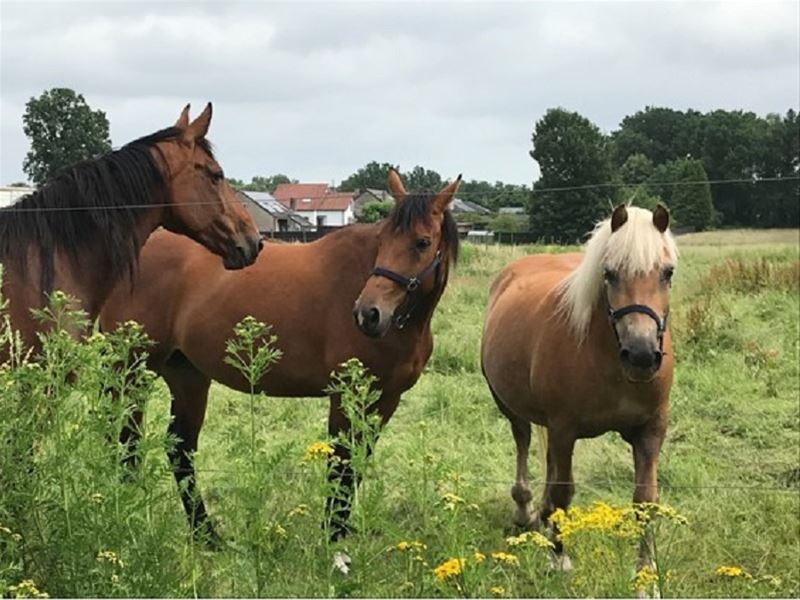 Vakantiegroeten uit Heusden-Zolder