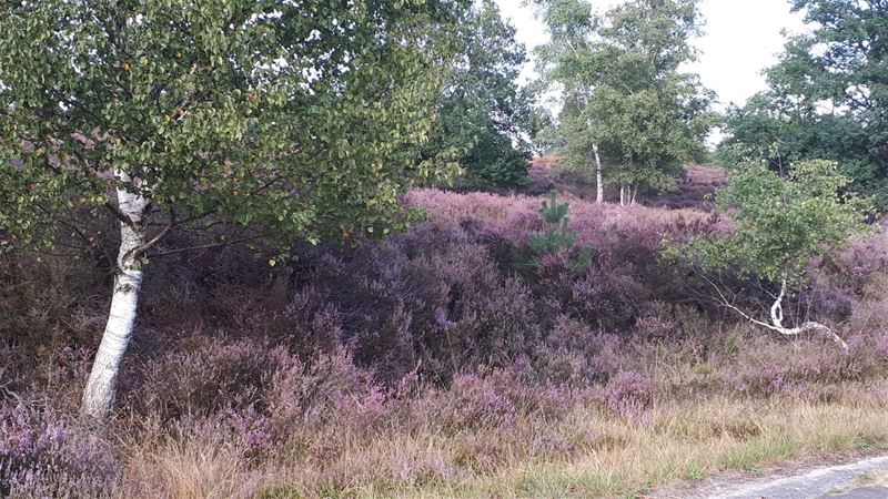 Vakantiegroeten uit Houthalen-Helchteren