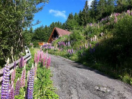 Vakantiegroeten uit Karinthië