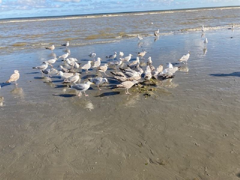 Vakantiegroeten uit Koksijde