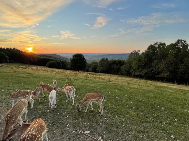 Vakantiegroeten uit Leiwen