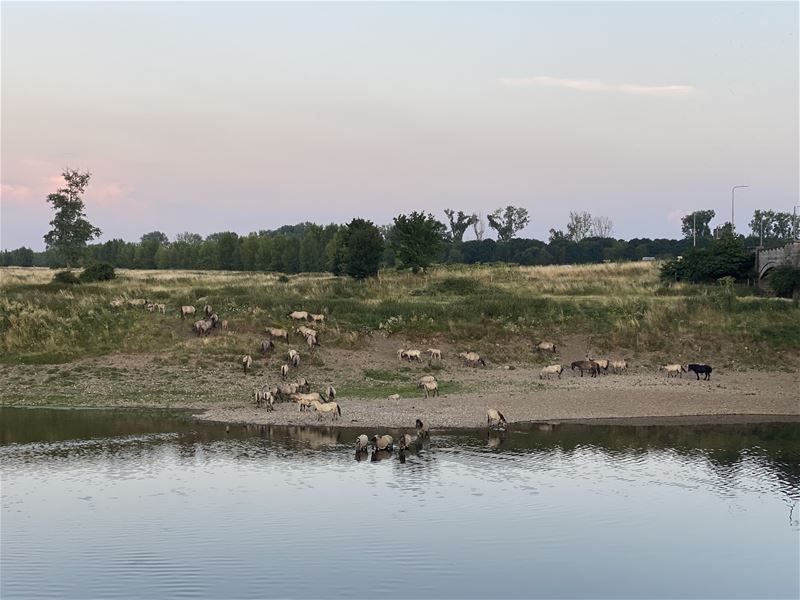 Vakantiegroeten uit Maaseik