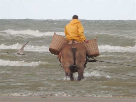 Vakantiegroeten uit Oostduinkerke