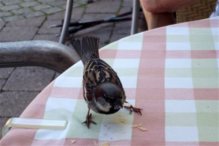 Vakantiegroeten uit Oostenrijk