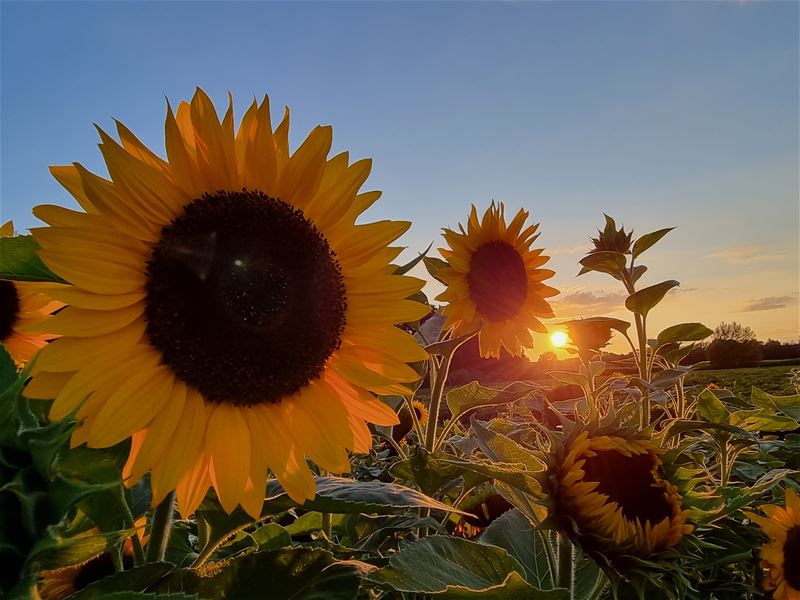 Vakantiegroeten uit Peer