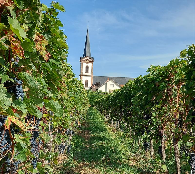 Vakantiegroeten uit Pfalz