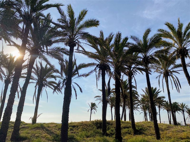 Vakantiegroeten uit Punta Prima