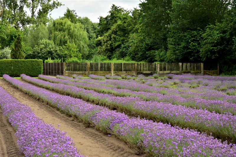 Vakantiegroeten uit Stokrooie