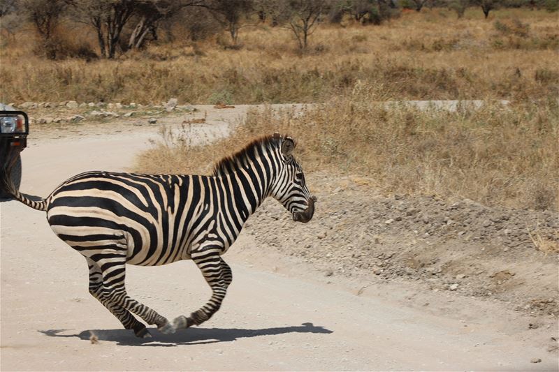 Vakantiegroeten uit Tanzania