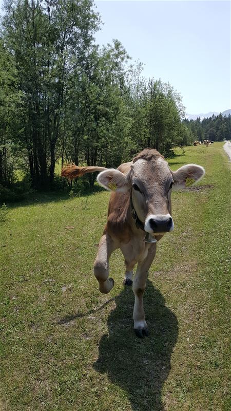 Vakantiegroeten uit Tirol