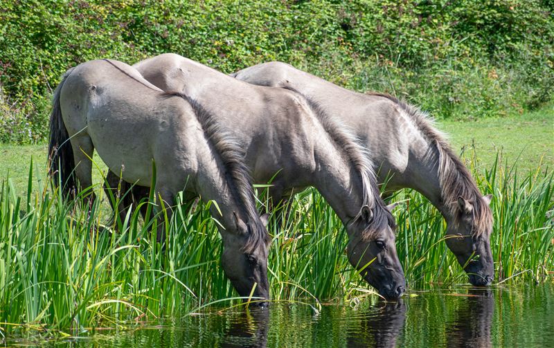 Vakantiegroeten uit Vrouwenpolder
