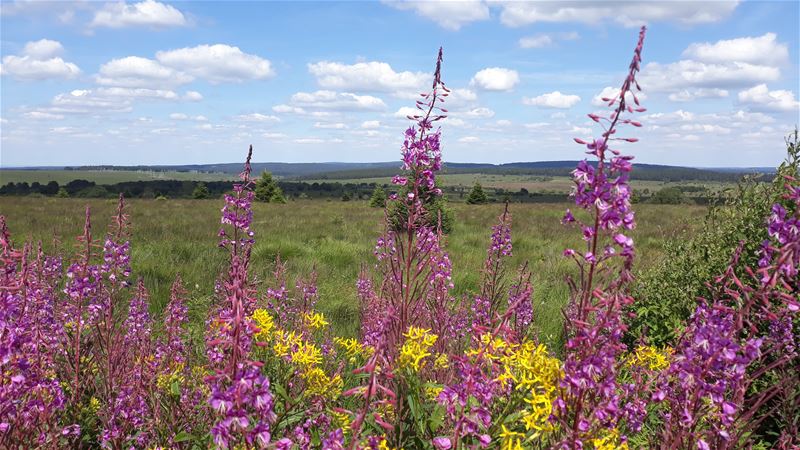 Vakantiegroeten uit Weismes