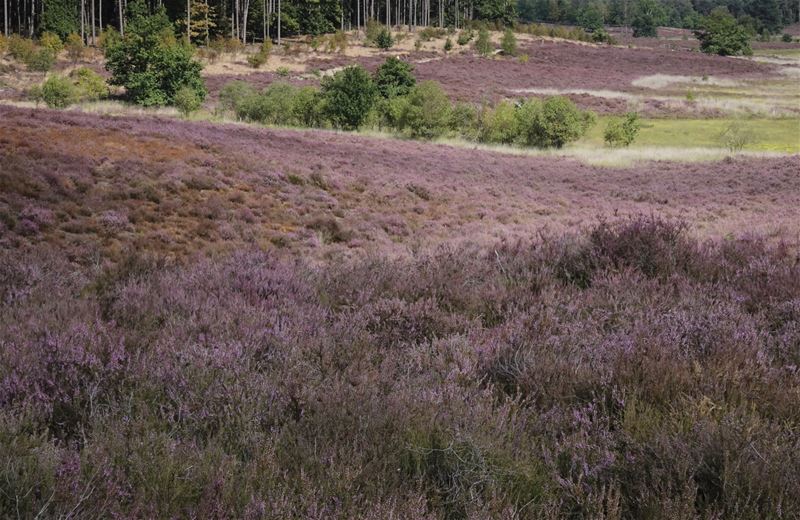 Vakantiegroeten uit Zonhoven