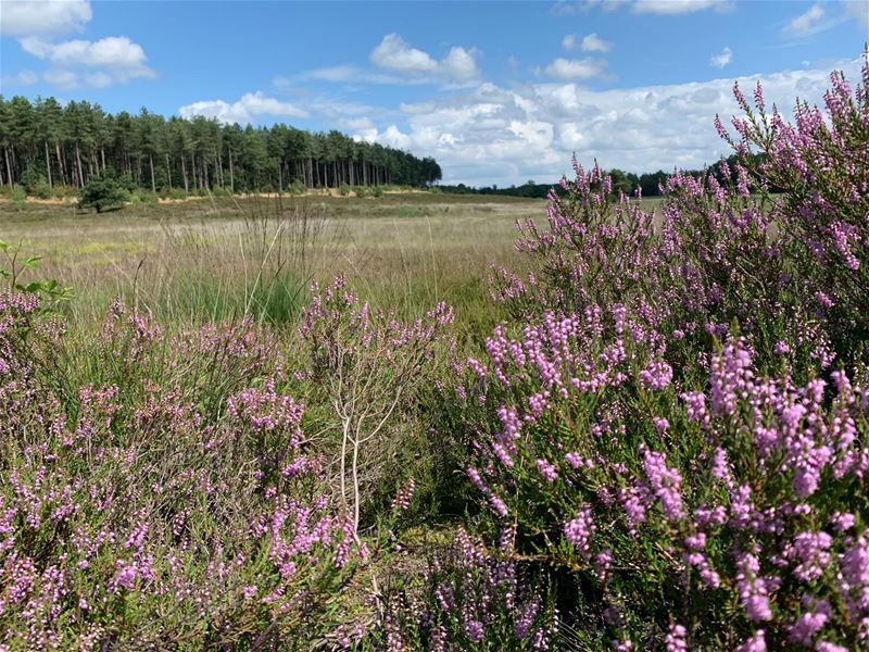 Vakantiegroeten uit Zonhoven