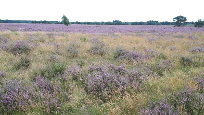 Vakantiegroeten uit Zonhoven