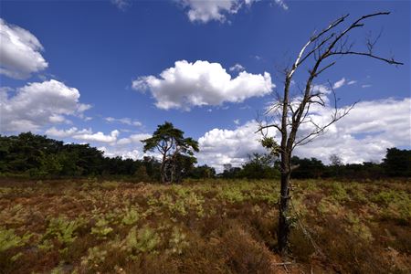 Vakantiegroeten uit Zonhoven