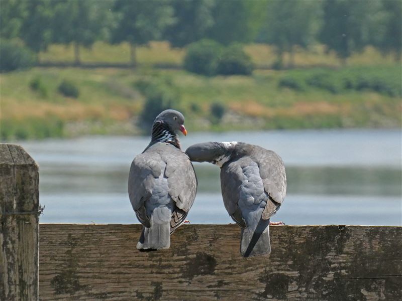 Vakantiegroeten van aan de Maas