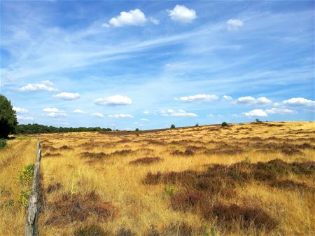 Vakantiegroeten vanop de Haagdoornheide