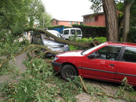 Vallende takken beschadigen auto's