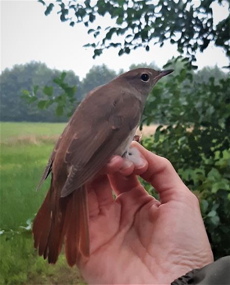 Van nachtegaal tot waterral