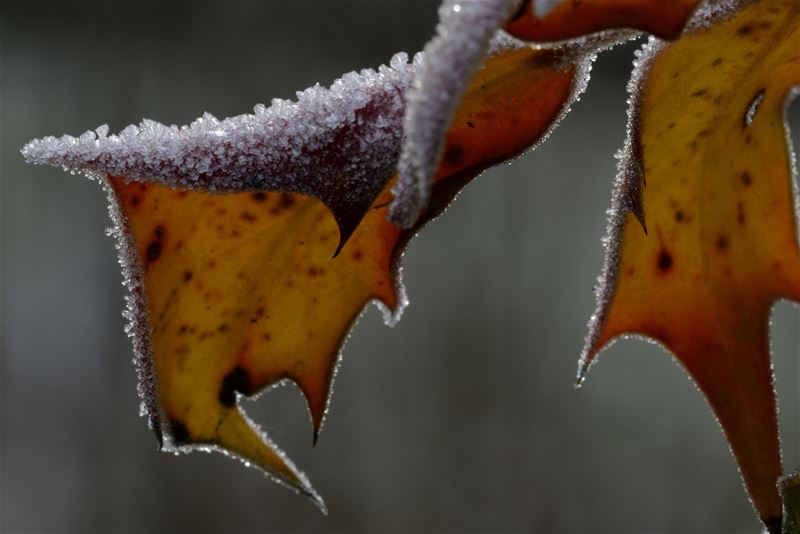 Vanavond begint de winter