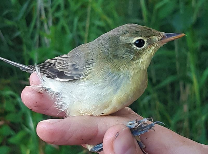 Vandaag 126 trekvogels geringd in Heusden-Zolder