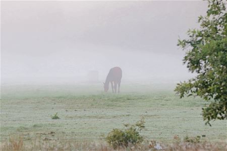 Vanochtend gezien