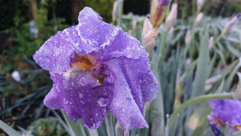 Vanochtend was het -2,1 graden