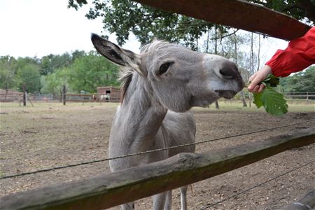 Veel dieren wachten op een adoptiegezin