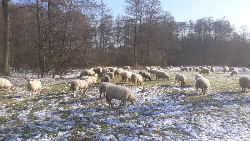 Veel geblaat én veel wol