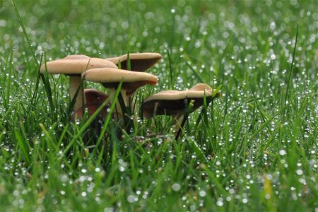 Veel paddenstoelen in de maak