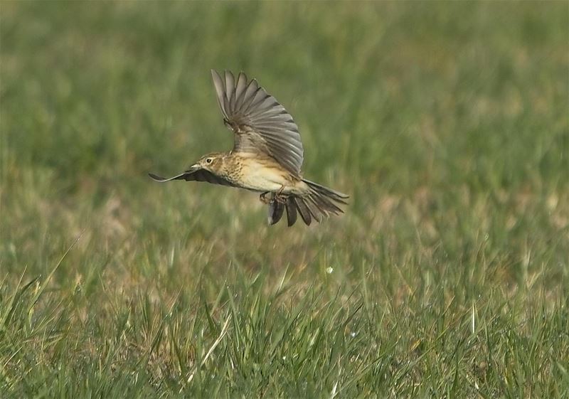 Veldleeuwerik is 'Vogel van het jaar 2026'