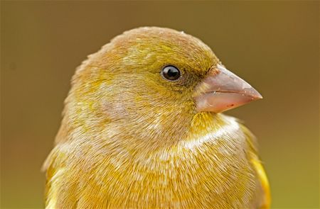 Vergeet de vogels niet  (1)