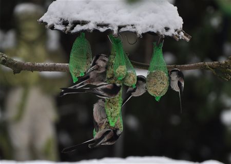 Vergeet de vogels niet