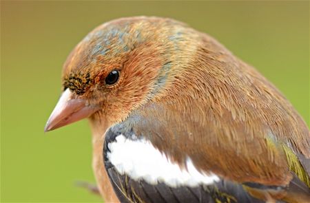 Vergeet de vogels niet  (2)