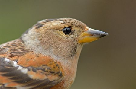 Vergeet de vogels niet  (3)