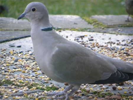 Vergeet de vogels niet  (4)