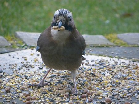 Vergeet de vogels niet  (5)