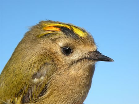 Vergeet de vogels niet  (6)